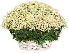 Цветочная композиция из Ромашки в корзине #REPLACE_PRED# Уват
